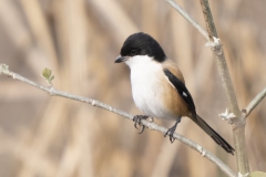 Long-tailed Shrike