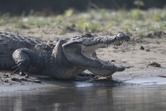 Marsh Crocodile