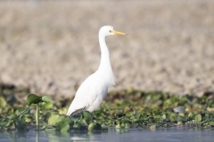 Yellow-billed Egret