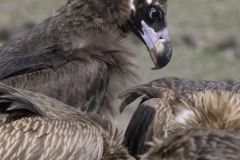 Black Vulture