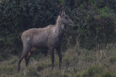 Nilgai