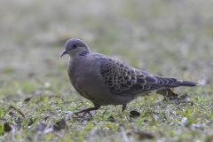 Oriental Turtledove