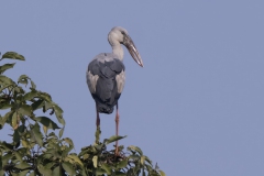 Indian Openbill