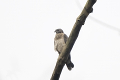 Oriental Honeybuzzard