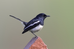 Oriental Magpie-Robin