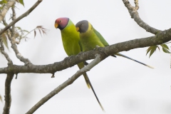 Plum-headed Parakeet