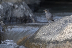 Plumbeous Water-Redstart