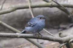 Plumbous Water-Redstart