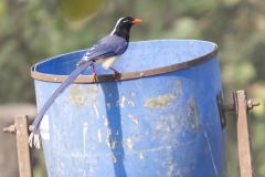 Red-billed Blue-Magpie