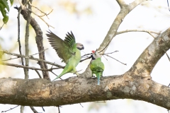 Red-breasted-Parakeet_3202