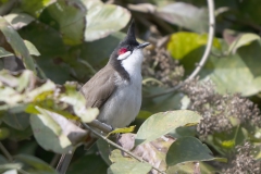 Red-whsikered Bulbul