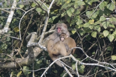 Rhesus Macaque