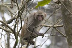 Rhesus Macaque