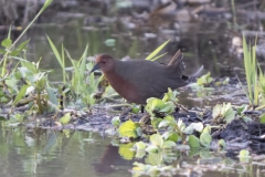 Ruddy-breasted Crake