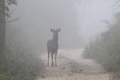 Sambar