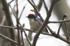 Scarlet-backed Flowerpecker