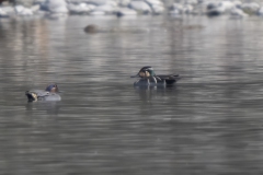 Siberian Teal