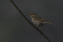 Olive-backed Pipit