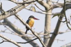 Stork-billed Kingfisher