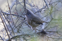Stripe-throated Yuhina