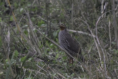 Swamp Francolin