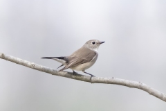 Taiga Flycatcher