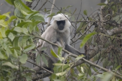 Terai-Sacred Langur