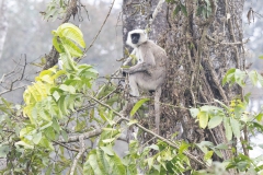 Terai-Sacred Langur