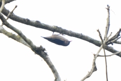 Velvet-fronted Nuthatch