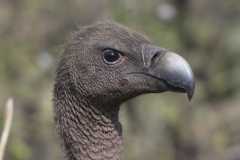 White-backed Vulture