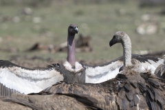 White-backed-and-Himalaya Vulture dancing