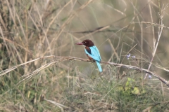 White-breasted Kingfisher
