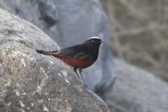 White-capped Redstart