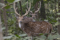 White-spotted Dear