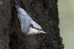 White-tailed Nuthatch