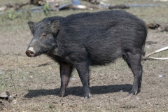 Wild Boar