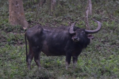Wild Waterbuffalo