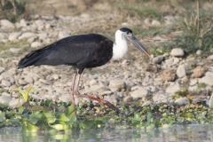 Wooley-necked Stork