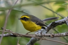 Yellow-bellied Fairy-Fantail