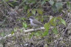 Whitethroat spec.