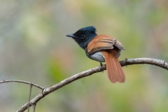 African Paradise Flycatcher