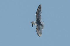 Saunders's Tern - Saunders' Dwergstern