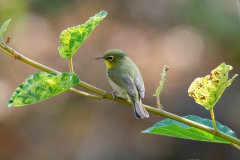 Abyssinian-White-eye