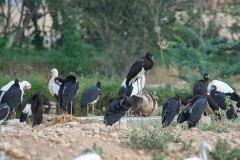 Admins Stork - Admin's Ooievaar