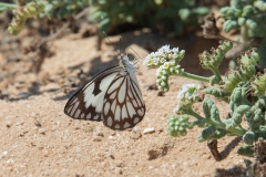 African Caper White (Belenois aurota)
