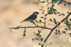 Arabian Golden-winged Grosbeak - Arabische Goudvleugelvink