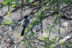 Arabian Warbler - Arabische Zwartkop