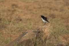 Arabian Wheatear - Arabische Tapuit