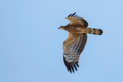 Crested Honey Buzzard - Aziatische Wespendief