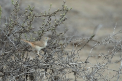 Asian Desert Warbler - Aziatische Woestijngrasmus